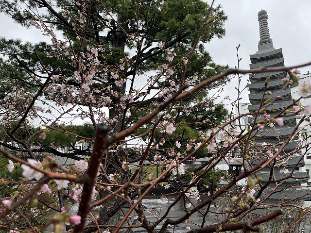 境内の桜