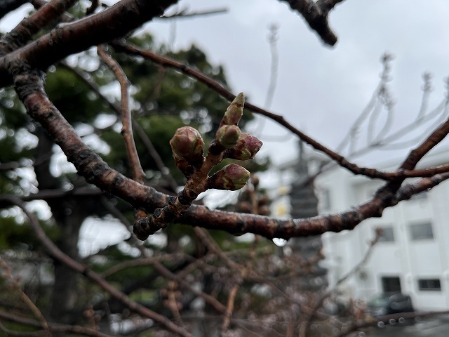 境内の遅咲きの桜