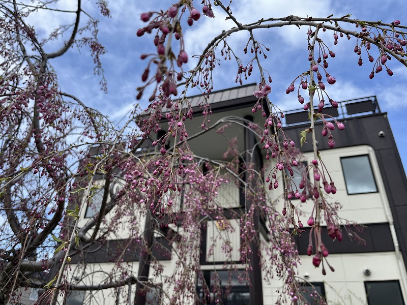 しだれ桜