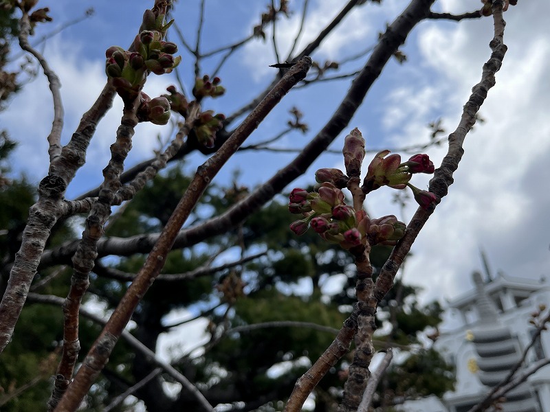 遅咲きの桜