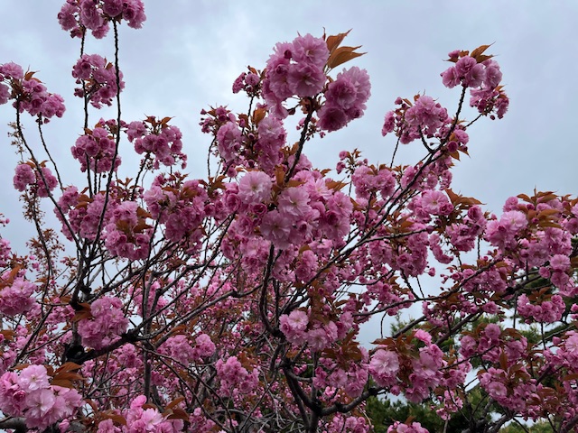 境内の桜