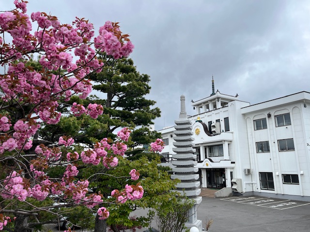 境内の桜