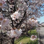 桜づつみのサクラ 2021年4月26日